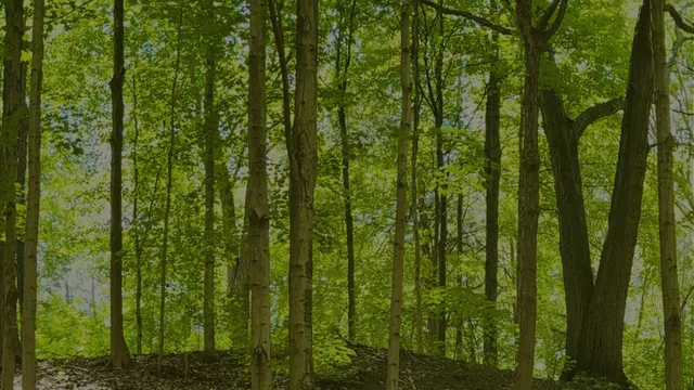 Slender tree trunks stand in a bright green forest, with fallen leaves on the ground and pale sky showing through the leaves.