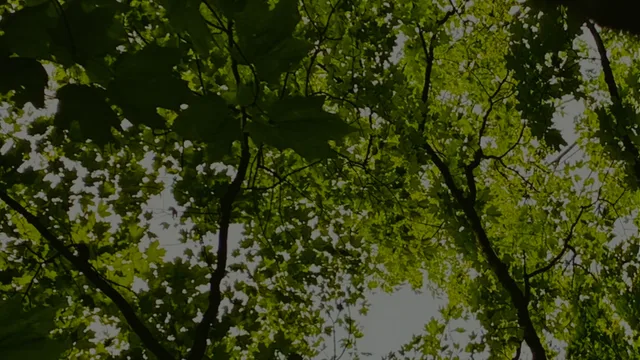 Looking up through green leaves and dark, branching limbs toward patches of pale sky.