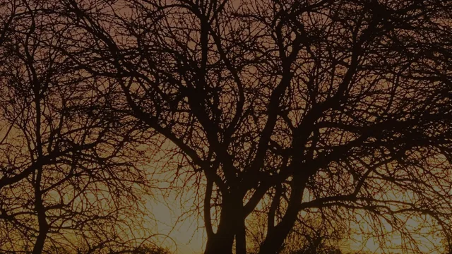 Bare, tangled tree branches spread in silhouette against a glowing amber sky.